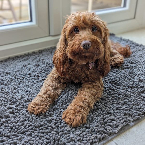 Absorbent Dog DoorMat - Image 2