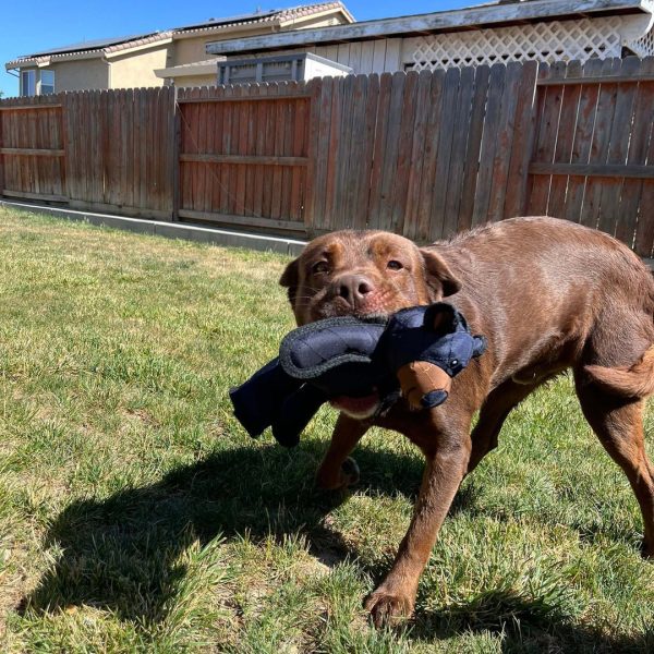 Indestructible & Interactive Bear Dog Toys For Heavy Chewers - IndestructiBear 2.0 - Image 2