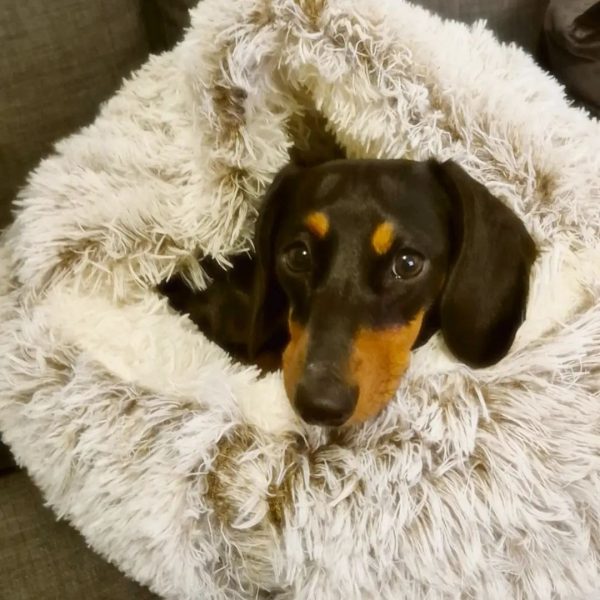 Cozycave Premium Pet Bed - Image 6