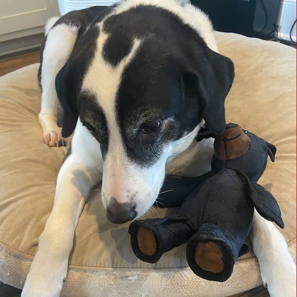 Indestructible & Interactive Bear Dog Toys For Heavy Chewers - IndestructiBear 2.0 - Image 8