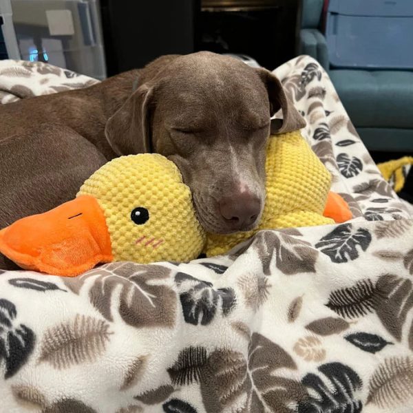 Calming Duck Dog Toy - Image 19