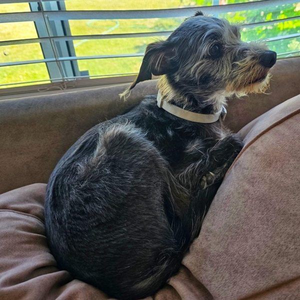Calming Collars for dogs - Adjustable and Waterproof Dog Anxiety Relief Collars - Image 9