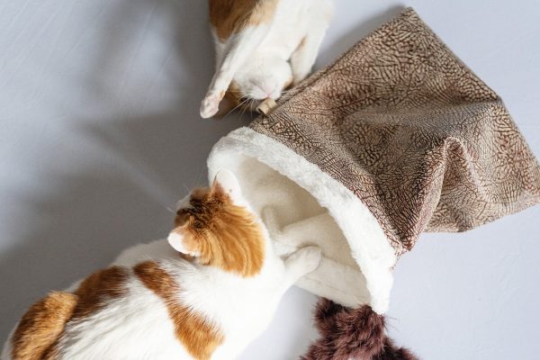 Cat Crinkle Sack - Image 6