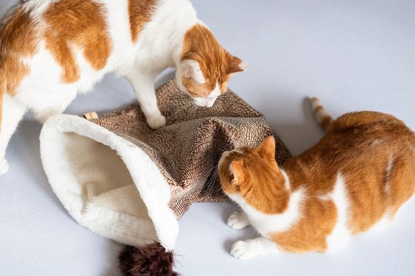 Cat Crinkle Sack - Image 5
