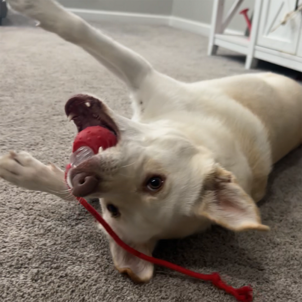 2024 New - Interactive Rolling Ball for Cat & Dog - Image 11
