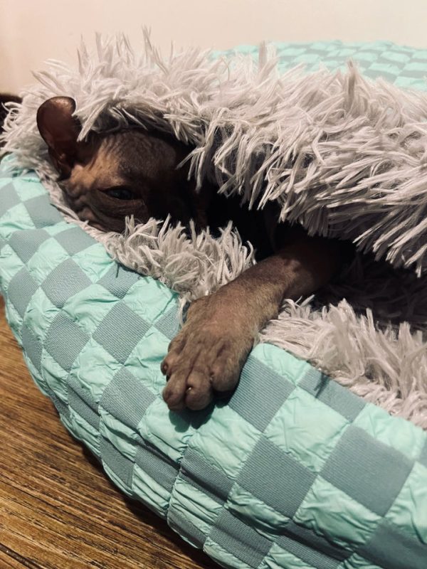 Cozy Cave Pet Bed for Cats and Small Dogs - Image 13