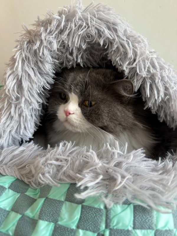 Cozy Cave Pet Bed for Cats and Small Dogs - Image 11
