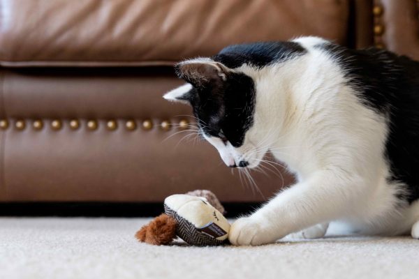 Feline Frenzy Bandit Buddies Toy Set - Image 4