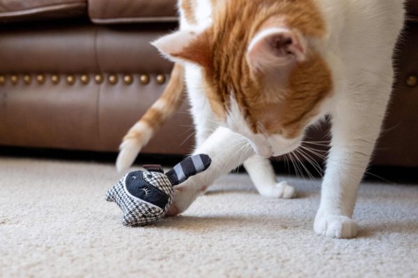 Feline Frenzy Bandit Buddies Toy Set - Image 2