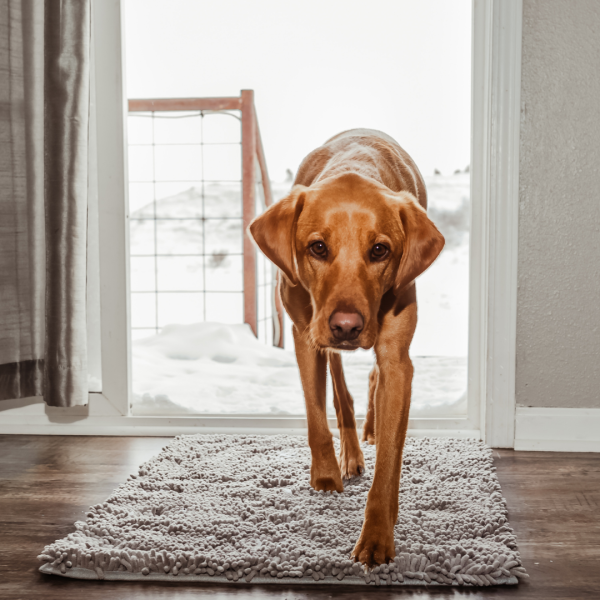 Absorbent Dog DoorMat - Image 15