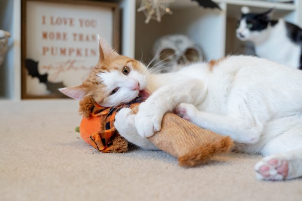 Feline Frenzy Scaredy Crow Kicker Toy - Image 3