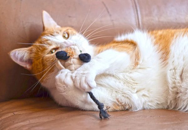 Feline Frenzy Menacing Mice Toy Set - Image 3