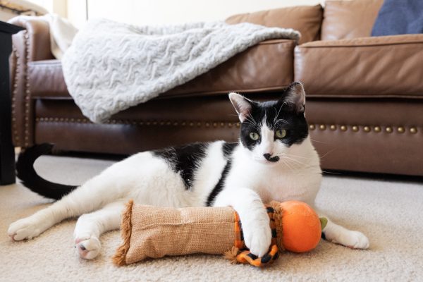 Feline Frenzy Scaredy Crow Kicker Toy - Image 4