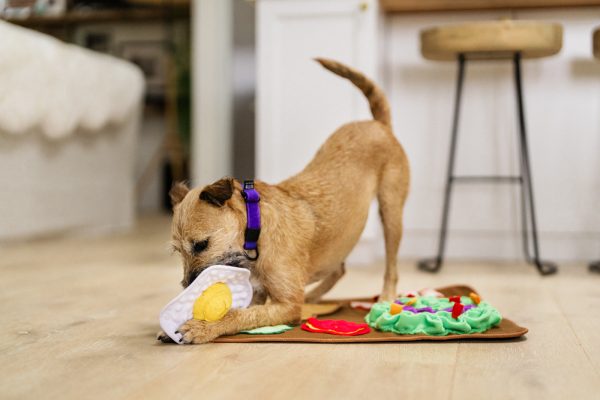 Savory Sunrise Snuffle Mat - Image 4