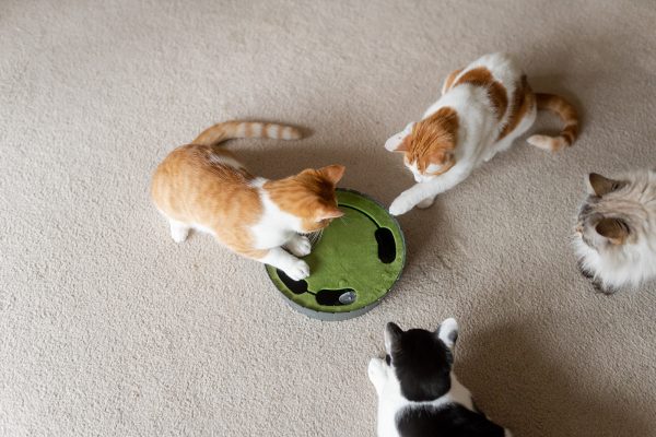 Peek-a-boo Mouse Interactive Cat Toy - Image 6