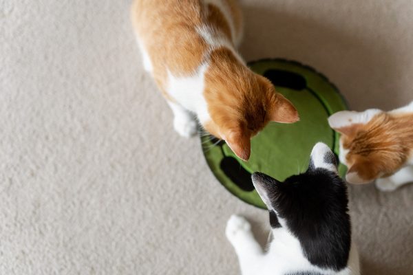 Peek-a-boo Mouse Interactive Cat Toy - Image 7