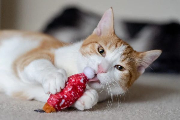 Feline Frenzy Meowy Christmas Toy Set - Image 3