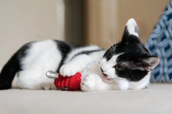 Feline Frenzy Twice As Mice Toy Set - Image 3