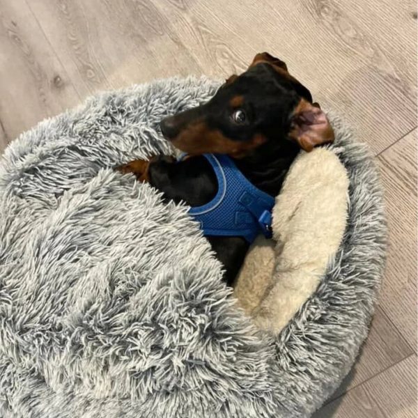 Cozycave Premium Pet Bed - Image 11
