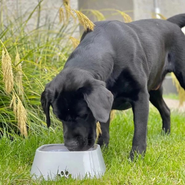 No-Spill Pet Water Bowl - Image 5