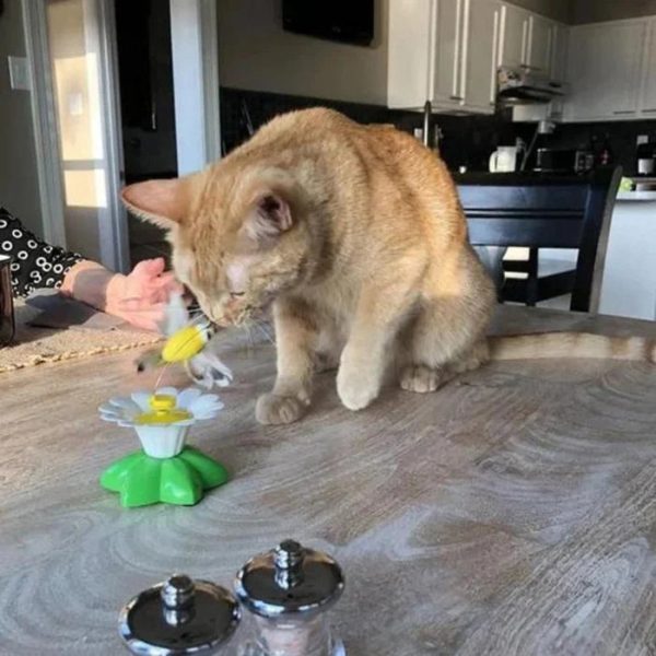 Electric Bird Teasing Cat Toys - Image 3