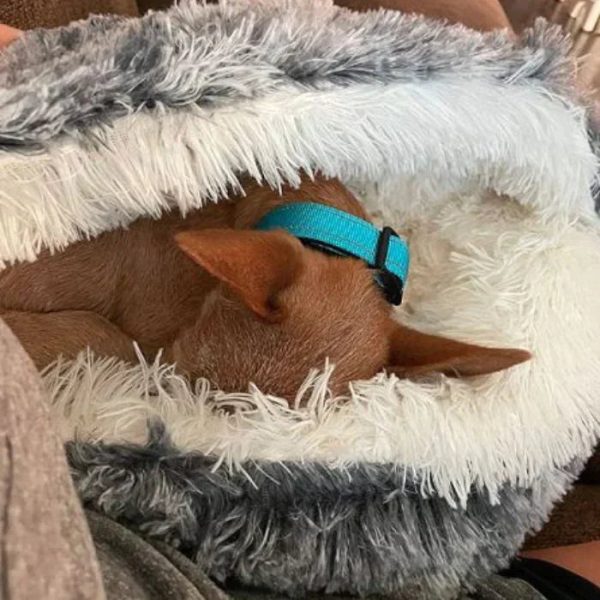 Cozycave Premium Pet Bed - Image 10