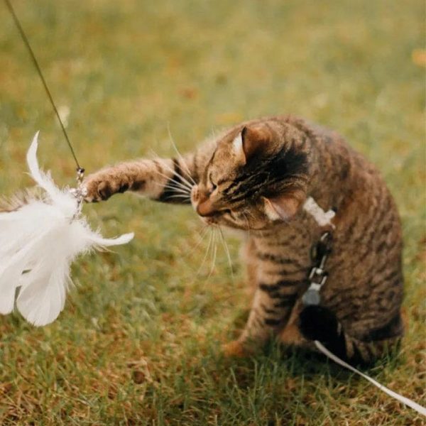 Interactive Bird Simulation Cat Toy Set - Image 12