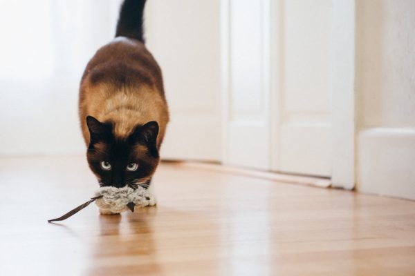 Feline Frenzy Catch a Meowse - Image 4