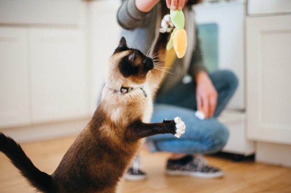 Feline Frenzy Purrfect Picnic - Image 3