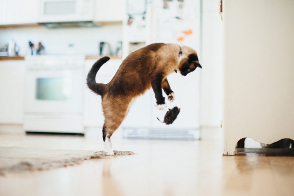 Feline Frenzy Catch a Meowse - Image 2