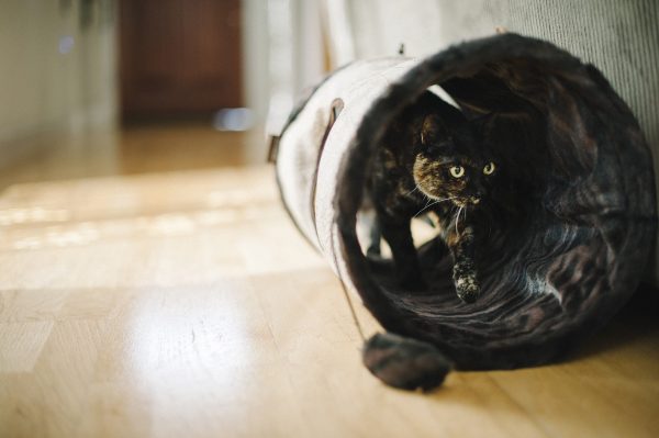 Purr & Pounce Cat Tunnel - Image 7